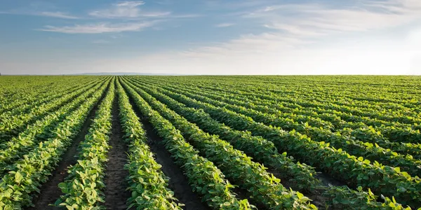 Agriculture