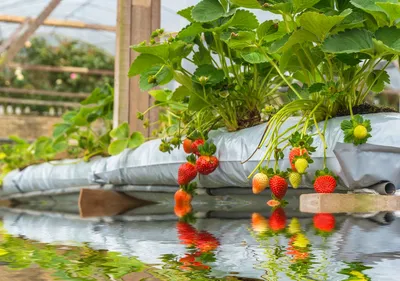 Elevate Your Horticultural Operations