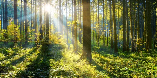 Forestry