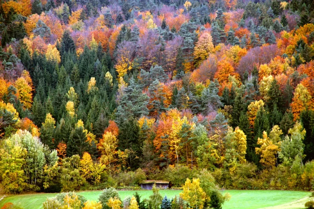 Forestry