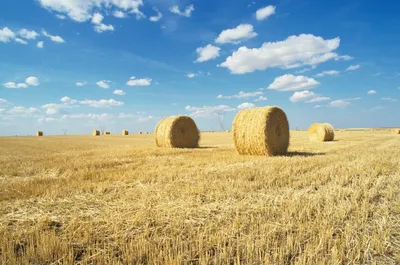 Future of Farming