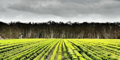 Get on Wet Ground Without Compaction