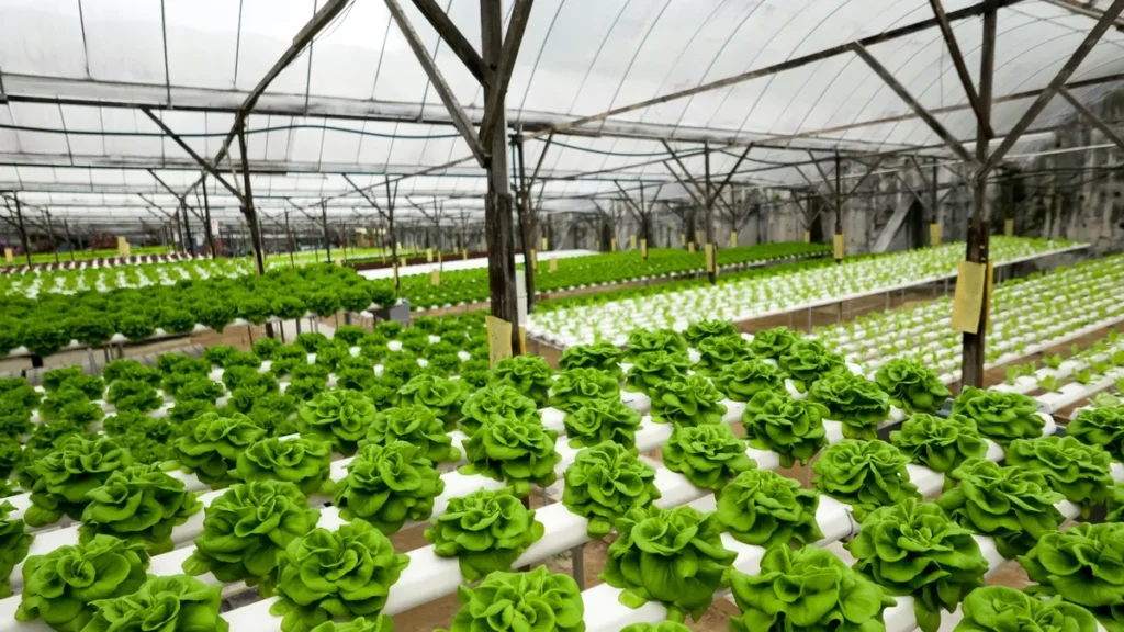 Glasshouse Cleaning
