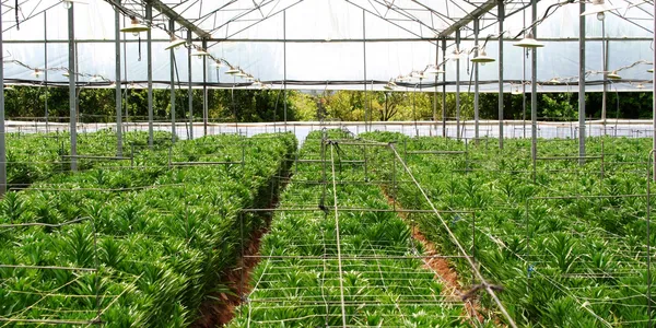 Horticulture