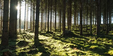 Lower Carbon Emissions