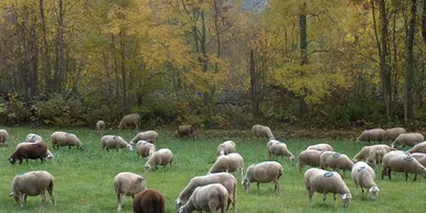 Winter Grazing Time