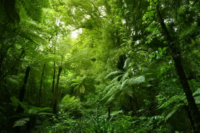 future of forestry